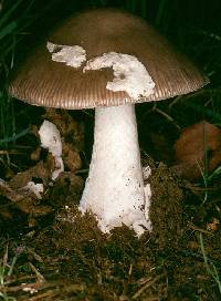 Amanita submembranacea image