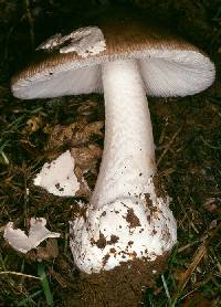 Amanita submembranacea image