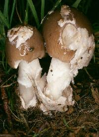 Amanita submembranacea image