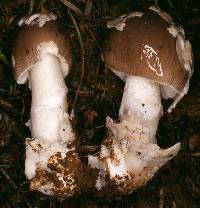 Amanita submembranacea image