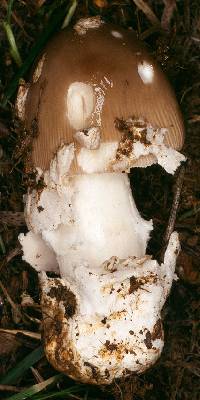 Amanita submembranacea image