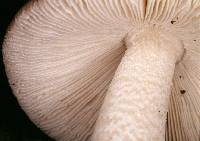 Amanita submembranacea image