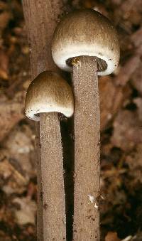 Agaricus retirugus image