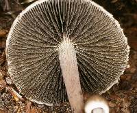 Agaricus retirugus image