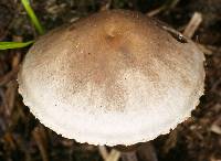 Agaricus retirugus image