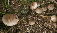 Agaricus retirugus image