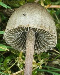 Agaricus retirugus image