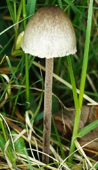 Agaricus retirugus image