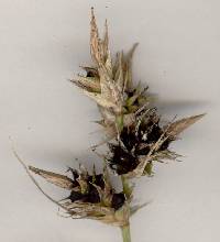Anthracoidea arenaria image