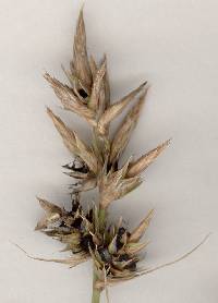 Anthracoidea arenaria image