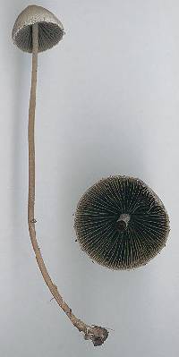 Agaricus retirugus image