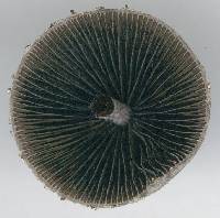 Agaricus retirugus image