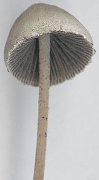 Agaricus retirugus image