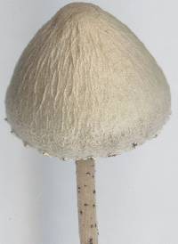 Agaricus retirugus image