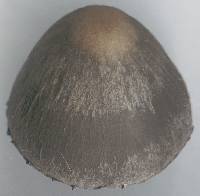 Agaricus retirugus image