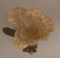 Arrhenia rickenii image