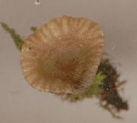 Arrhenia rickenii image