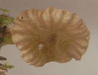 Arrhenia rickenii image