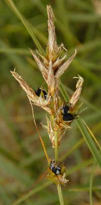 Anthracoidea arenaria image