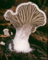 Arrhenia acerosa image