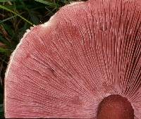 Agaricus langei image