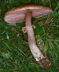 Agaricus langei image