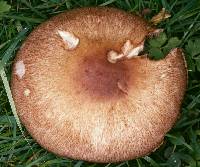 Agaricus langei image