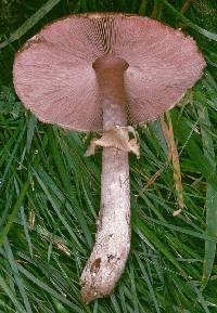 Agaricus langei image