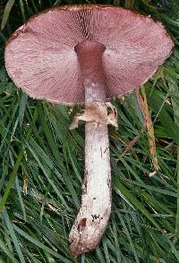 Agaricus langei image