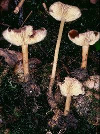 Agaricus exculptus image