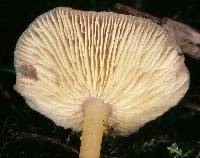 Agaricus exculptus image