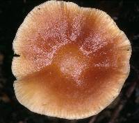 Agaricus exculptus image