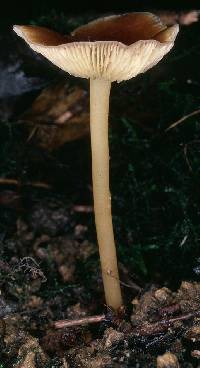 Agaricus exculptus image