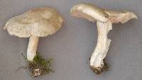 Agaricus saepium image