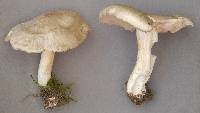 Agaricus saepium image