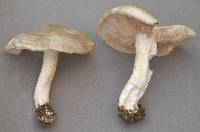 Agaricus saepium image