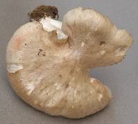 Agaricus saepium image