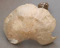 Agaricus saepium image