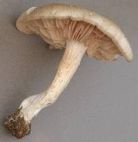 Agaricus saepium image