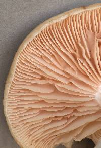 Agaricus saepium image