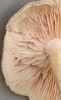 Agaricus saepium image