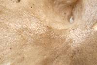Agaricus saepium image