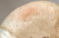 Agaricus saepium image