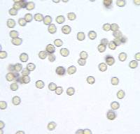 Agaricus saepium image