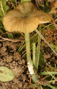 Agaricus sowerbei image