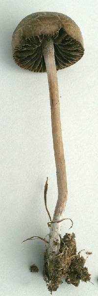 Agaricus retirugus image