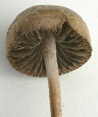 Agaricus retirugus image