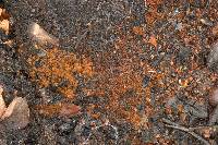 Anthracobia melaloma image