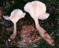 Ampulloclitocybe avellaneialba image