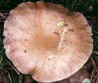 Ampulloclitocybe avellaneialba image